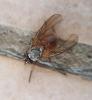 Phaonia sp.